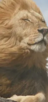 Close-up of a lion with its mane blowing in the wind.