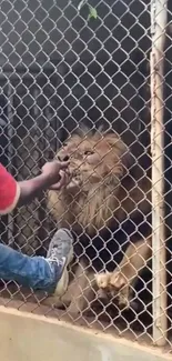 Lion interacting with a person through a fence in a zoo enclosure.