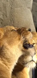 Close-up of two lions snuggling in a warm-toned setting.