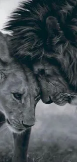 Monochrome close-up of two lions touching heads.