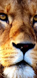 Close-up portrait of a lion's face with a full golden mane.