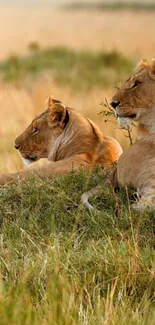 Lions resting in the golden savannah