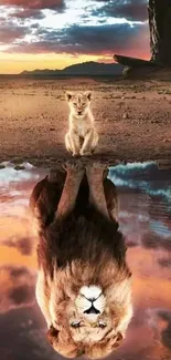 Lion cub with majestic reflection at desert sunset.