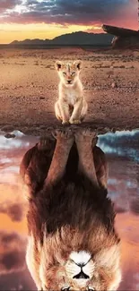 Lion cub reflecting as adult lion in desert scenery.