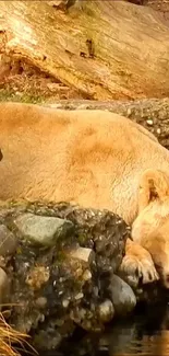 Lion resting by the water in a natural habitat.