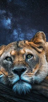 Lion resting under a starry sky wallpaper.