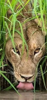 Lioness drinking water surrounded by grass.