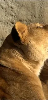 A sunlit lioness with a stone backdrop, resting gracefully.