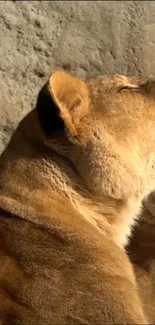 Lioness basking in the sunlight against a textured background.