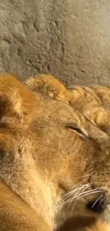 Serene lioness sleeping in warm sunlight with earthy tones.