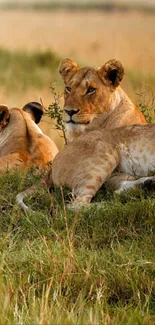 Lionesses resting in the grass, showcasing safari wildlife beauty.