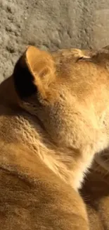 Lioness basking in the sun with golden fur.