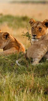 Two lionesses resting in a lush grassy savannah.