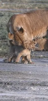 Lioness lovingly carries her playful cub on the savannah.