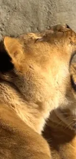 Lioness yawning in warm sunlight, golden fur gleaming.