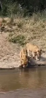 Lions by a tranquil riverside, capturing nature's essence.