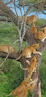 Pride of lions climbing a tree in a green savannah setting.