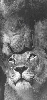 Black and white photo of two lions in an affectionate pose.