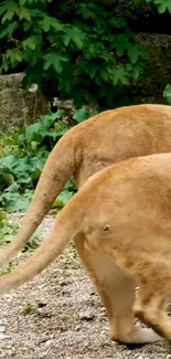 Two lions walking in lush green habitat.