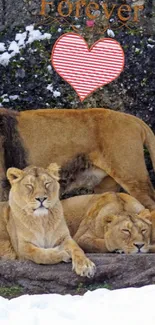 Lions resting in a snowy landscape with a heart decoration.