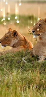 Majestic lions resting in the savanna with starry overlay.