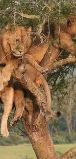 Lions lounging in a tree on a sunny savannah day.