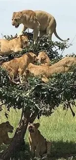 Lions perched in a tree on a vast green savanna.