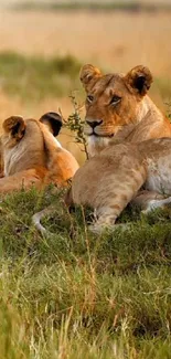 Lions resting peacefully in golden brown savannah landscape.