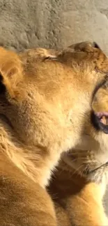 Two lions relax in warm sunlight against a rocky background, showcasing natural beauty.