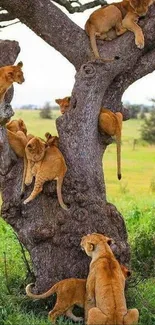 Pride of lions lounging in a large tree in the African savannah.