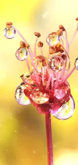 Liquid Amber Petal Live Wallpaper