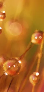 Liquid Amber Water Live Wallpaper