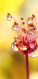 Liquid Plant Petal Live Wallpaper