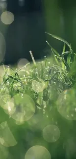 Liquid Plant Water Live Wallpaper