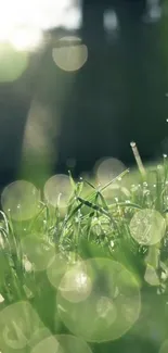 Liquid Plant Water Live Wallpaper