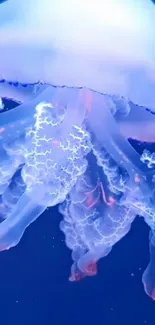 Liquid Water Jellyfish Live Wallpaper