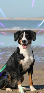 Energetic dog at the beach with neon lights.