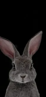 Realistic rabbit portrait against a black background.