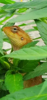 Lizard peeking through green leaves.