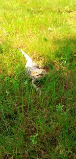 Lizard camouflaged amidst vibrant green grass.