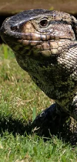 A lizard basking on sunlit green grass.