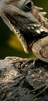 Close-up of a lizard on a rock with a blurred natural background.