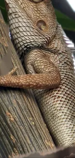 Close-up of lizard scales on tree bark wallpaper.