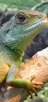 Lizard Reptile Green Live Wallpaper