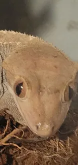 Lizard Reptile Snout Live Wallpaper