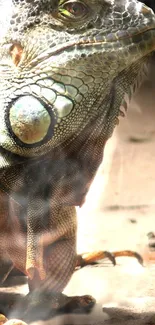 Lizard Reptile Terrestrial Animal Live Wallpaper