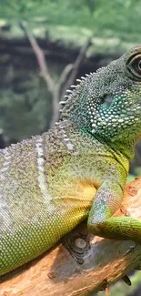 Lizard Reptile Terrestrial Animal Live Wallpaper