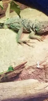 Lizard Reptile Wood Live Wallpaper