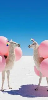 Llamas with pink balloons under a bright blue sky background.