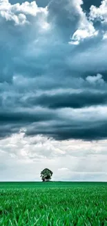 Wallpaper of a lone tree under a stormy sky with vibrant green grass.